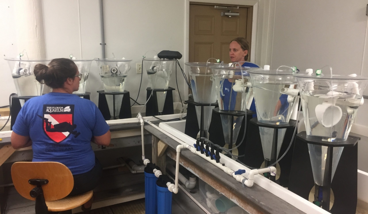 Researchers from The Florida Aquarium set up for Acroprid coral spawning.