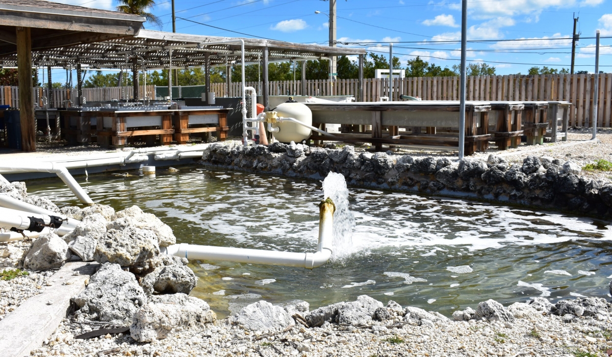Our Baywater System draws from the lagoon near the wet lab, is aerated and allowed to settle in the large holding pond shown above. From there, water is pumped to the tanks in and surrounding the wet lab and to the Shallows behind the lab.