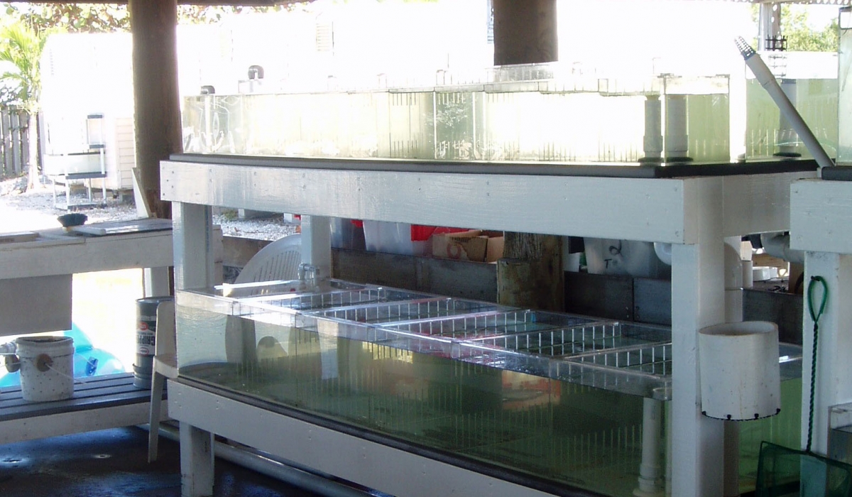 Flow-thru acrylic seawater tanks in the wet lab pavilion.