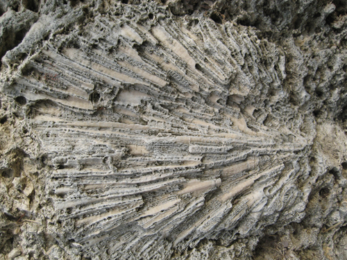 Fossil reef from Windley Key State Park.