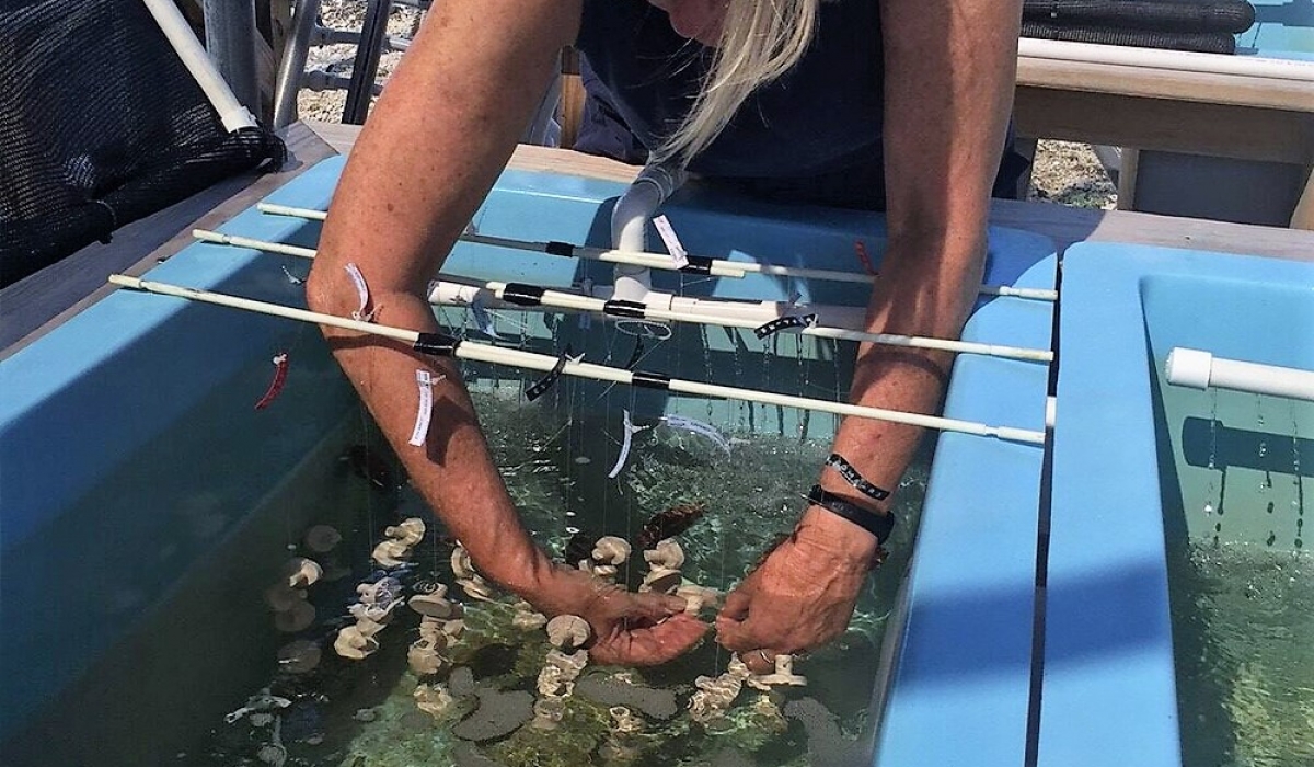 A researcher from University of Buffalo assessing coral spawning recruits in temperature controlled 40-gallon flow-through seawater tanks.