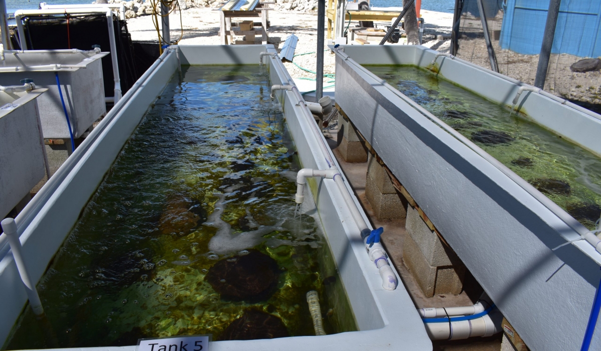 The Reef Rescue Project corals housed in temperature controlled and aerated 240 gallon raceways.
