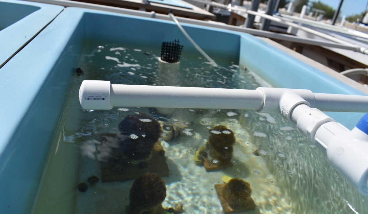 A temperature controlled flow through 40 gallon tank used for quarantine and treatment in the Pillar Coral Rescue Project.