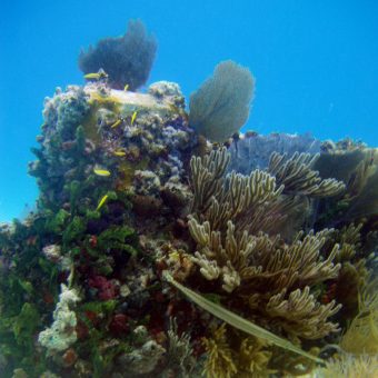 The Florida Keys are also home to a number of artificial reefs.
