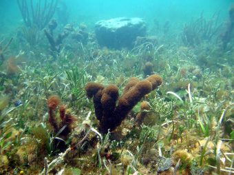 The Florida Keys offer huge expanses of flats, sandbars, and grass banks.