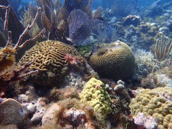 The coral reefs in the Florida Keys