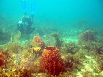 Hard bottom habitat is made up of sessile organisms attached directly to limestone rock covered with a few centimeters of sediment.