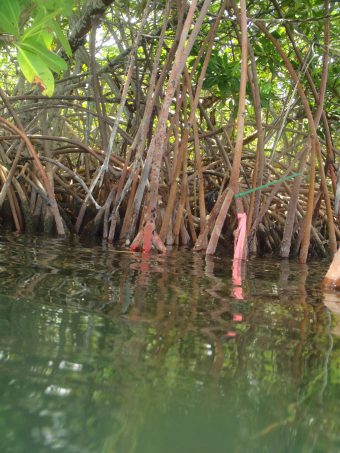 Mangroves and their extensive, protruding root systems represent the basis for one of the most important and extensive marine communities in southern Florida.