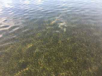 Seven species of seagrass make up Florida’s nearly 2 million acres of seagrass habitat