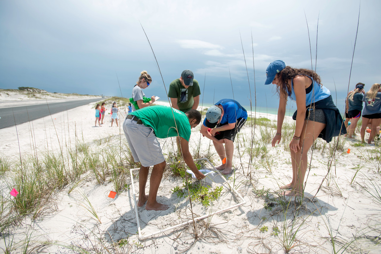 University students participate in the Santa Rosa Island geomorphology class. The University of West Florida is joining four other universities and the Florida Institute of Oceanography in offering a five-week, summer field intensive marine biology course through a partnership between UWF and the Florida Institute of Oceanography.