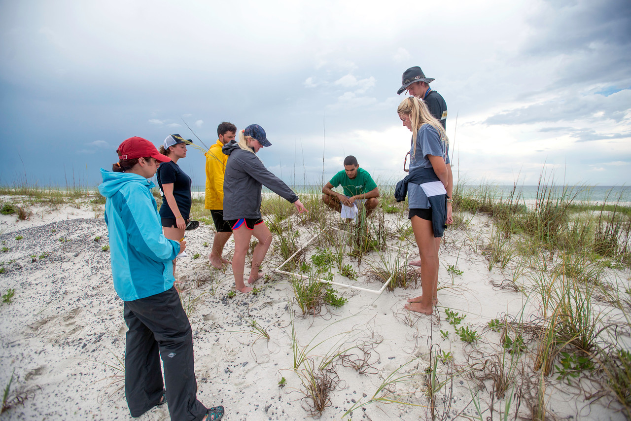 University students participate in the Santa Rosa Island geomorphology class. The University of West Florida is joining four other universities and the Florida Institute of Oceanography in offering a five-week, summer field intensive marine biology course through a partnership between UWF and the Florida Institute of Oceanography.
