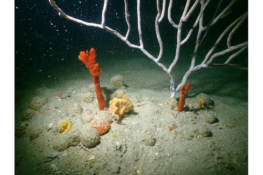 Artificial Reef Impacted by Hurricane Ian. Photo Credit - James Douglass, FGCU.