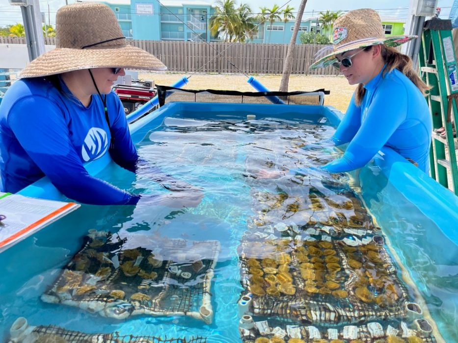 Coral_Restoration_Foundation_working_with_coral_fragments