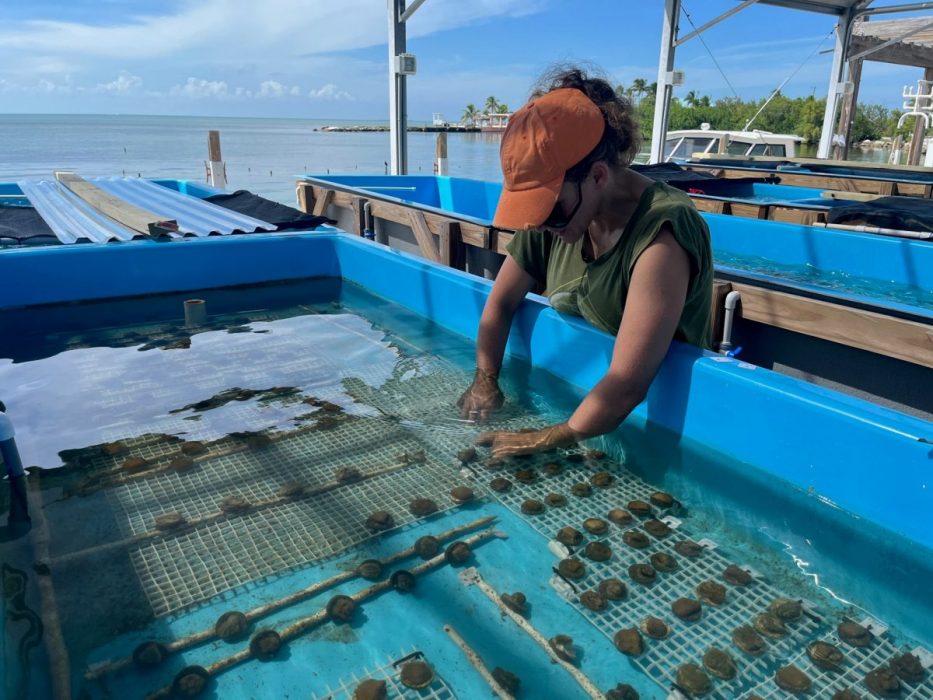 Florida_Fish_and_Wildlife_Research_Institute_working_with_coral_fragments