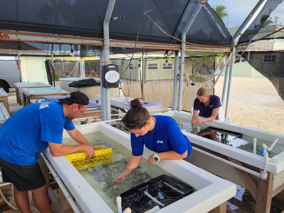 The_Florida_Aquarium_Preparing_For_Coral_Transfer