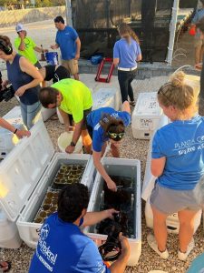Baby elkhorn coral arrive at KML
